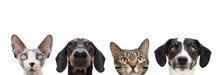 Banner Cat And Dog Looking. Isolated On White Background