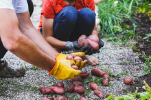 A Father And Son Working In Home Grown Garden Holding Fresh Harvest Red Potatoes  From His Own Farm At Home, Self-sufficient Farm Concept.