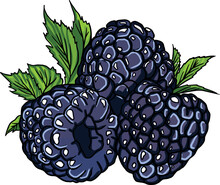 Blackberries And Leaves Isolated On A White Background. Vector Illustration.