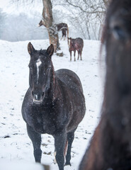 Wall Mural - Quarter Horses in snowy field
