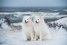 Two Samoyed White Dogs Are On Snow Sea Beach In Latvia