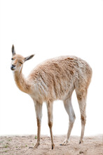 Vicuna. An Animal Similar To A Llama Or Alpaca. Vicuna Isolated On White Background
