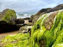View Of The Green Algae On The Rocks Of The Beach With The Sea In The Background