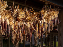 Hanging Row Of Indian Corn | Autumn Decorations