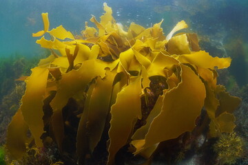 Wall Mural - Golden kelp, Laminaria ochroleuca seaweed, brown algae underwater in the ocean, Atlantic, Spain, Galicia