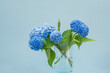 © Ann Stryzhekin - blue hydrangea flowers in a vase on a light background
