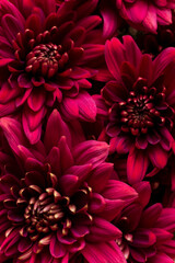 Burgundy chrysanthemum flowers on a white background