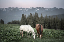 Couple Of Horses In Spring Meadow In Mountains Valley. Landscape Photography
