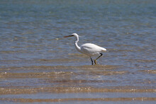 A White Heron Walks Along The Seashore