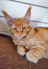 Wall Mural - Beautiful fluffy bright red orange maine coon baby kitten sitting and looking up curios blue eyes. Closeup