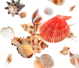Wall Mural - Many falling sea shells on white background