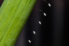 Green Lacewing Eggs - Chrysopa Spp. 