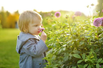 Cute toddler boy playing in blossoming dahlia field. Child picking fresh flowers in dahlia meadow on sunny autumn day.