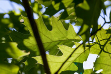 Few Green Oak Leaves In Sunlight