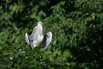 Canvas Print - grey heron in a forest