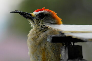 Close-up of a woodpecker, crook-billed, feeding, Aburrá Valley in Medellín Colombia