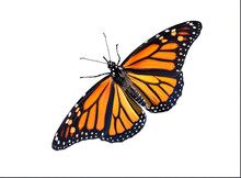 Monarch Butterfly Isolated Cutout