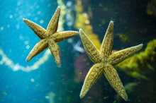 Underside Of Ocean Starfish
