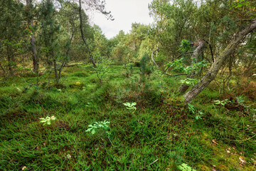 Wall Mural - Nature landscape of green plants, trees and grass with view of overgrown, mysterious and uncultivated woodlands, meadow or forest. View of empty wilderness, environment and ecosystem outdoors