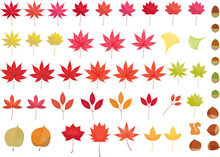 秋の紅葉で赤や黄色に色づいたモミジの葉のイラスト