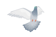 Gray Pigeon With Green Head Flying City Dove Bird Vector Illustration Cartoon Animal Design