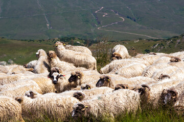 Wall Mural - Flock of sheep on the  Transalpina or DN67C in Romania