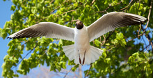 Portrait Of A Seagull In Flight On A Background Of Trees