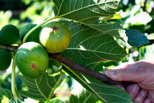 Green Figs Fruit Hanging On The Branch Of A Fig Tree, Ficus Carica