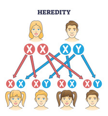 Wall Mural - Heredity as genetic hair heritage from biological parents outline diagram. Educational explanation with scheme from mother and father traits to son and daughter characteristics vector illustration.