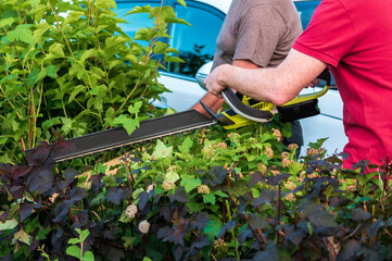 Wall Mural - trimming of bushes with a brush cutter