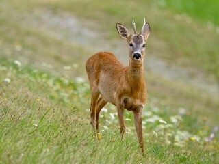 Wall Mural - deer in the grass