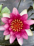 pink water lily in pond 