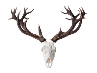 Fototapete - Big Red Deer Antlers - hunting trophy isolated on  white.
