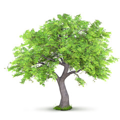 Wall Mural - tree isolated on white background, 3d illustration