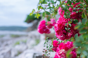 Wall Mural - Beautiful bush of roses on the background of the sea