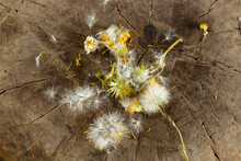 Dandelion Seeds On Tree Texture