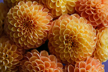 Wall Mural - Macro shot of beautiful yellow dahlias with visible petal structure. A bouquet of gorgeous flowers. Background, close up, copy space, top view.