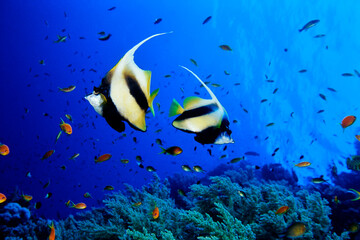 Wall Mural - Red Sea bannerfish, Henioclus intermedius, Daedalus Island, Egypt, Red Sea