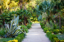 Straight Long Road Path Walk Goes Into Distance In Botanical Tropical Garden. Lush Vegetation, Exotic Plants, Succulents, Cacti, Palm Trees Growing In Nature Reserve. Public Park. Summer Trip To Asia.