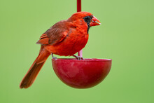Bright Red Male Northern Cardinal On Feeder In Louisiana Garden 