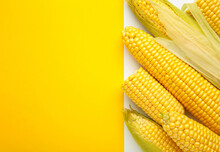 Fresh Corn On Cobs On White And Yellow Background.