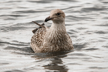 close-up of brown spotted seagull with black beak floating on water. Waterbird