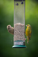 A Male And Female Geenfinch Eating  Bird Seed From A Bird Feeder