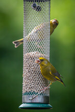 Colourful Greenfinches Eating Sunflower Seeds From A Bird Feeder