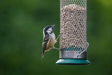 A Coal Tit Perched On A Bird Feeder In A Sussex Garden