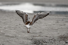Rear View Of Gull With Outspread Wings Walking On The Beach Against Blurred Background.