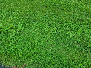 Wall Mural - green summer meadow full frame photo