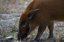 Potamochoerus Porcus (Red River Hog) With Elf Like Ears Grazing