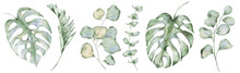Green Tropical Leaves On White Background. Watercolor Hand Painted Eucalyptus And Monstera