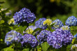 Blue and lilac hydrangea in the garden